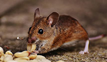 24 Hour & Emergency Exterminators in Kennett Sq, PA